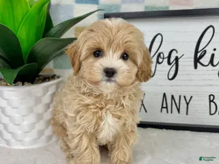 Cavapoo dogs Connor - Ad 42