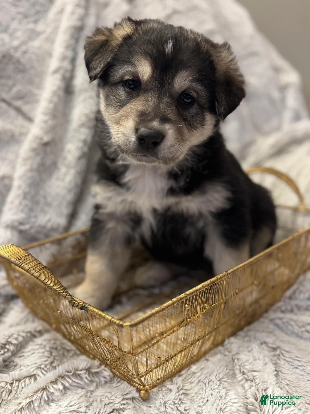 Mixed Breed dogs for sale: Dumpling - Ad 1