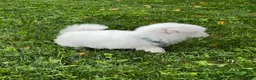 Maltese dogs for sale: Rocky - Ad 3