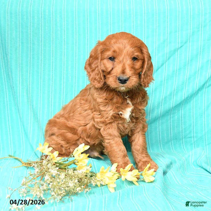 Goldendoodle dogs Rover - Ad 1