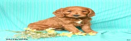 Goldendoodle dogs for sale: Rover - Ad 1