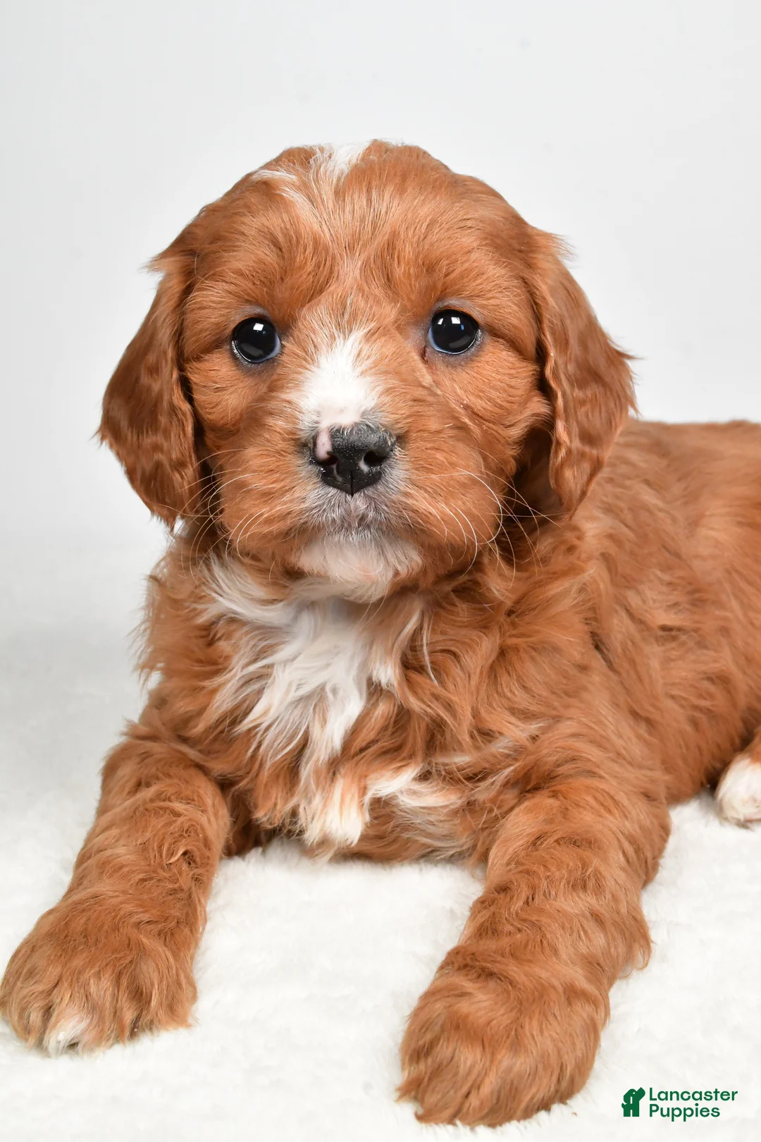 Mini Goldendoodle dogs for sale: Buttercup - Ad 7