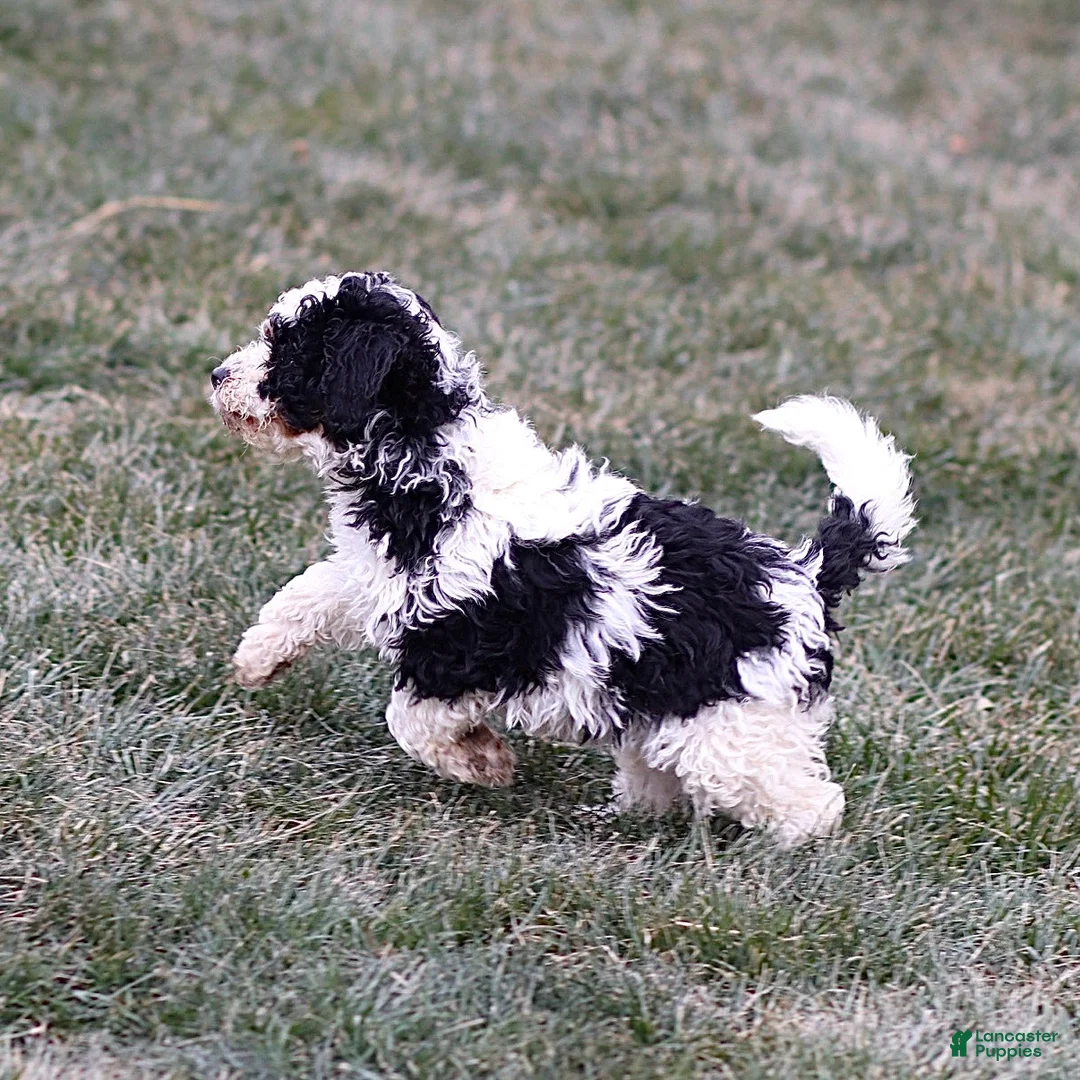 Mini Bernedoodle dogs for sale: Hugo - Ad 6