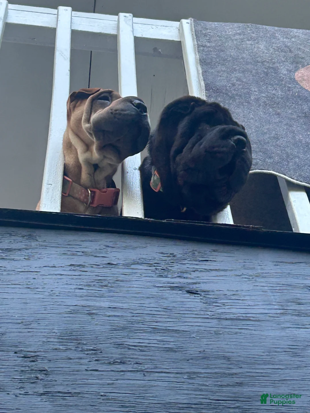 Shar Pei dogs for sale: Shar Pei 1 - Ad 1