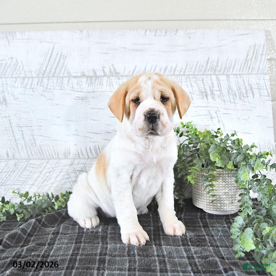 Mini Hippo dogs Mercy - Ad 1