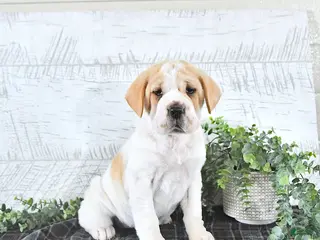 Mini Hippo dogs for sale: Mercy - Ad 1