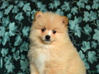 Pomeranian dogs - Ad 6