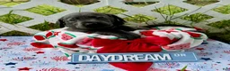 Labrador Retriever dogs for sale: Star - Ad 4