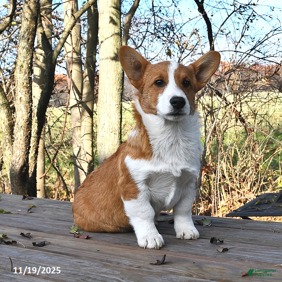 Welsh Corgi Pembroke dogs for sale: Nugget - Ad 5