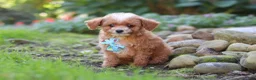 Cavapoo dogs for sale: Murphy - Ad 4