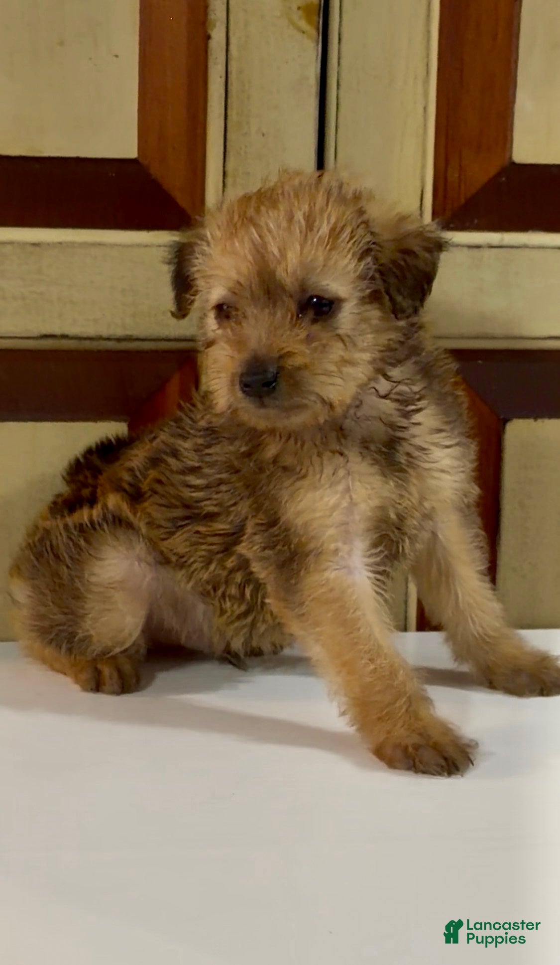Mixed Breed dogs Mixed Breed 1 - Ad 2