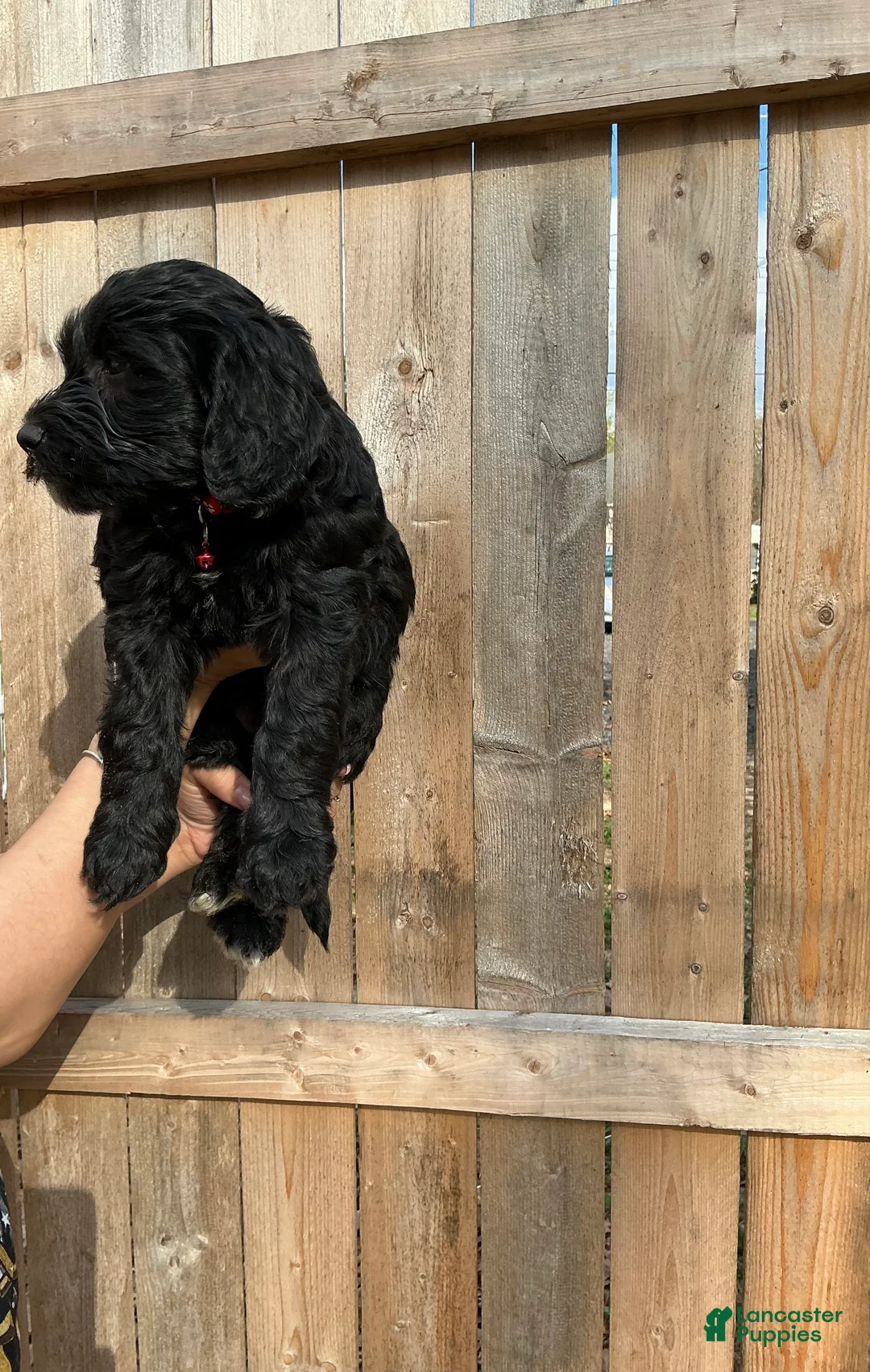 Goldendoodle dogs for sale: Zuma - Ad 2