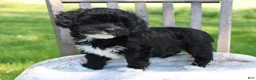 Havapoo dogs for sale: Tausha - Ad 3