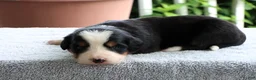 Bernese Mountain Dog dogs for sale: Kristen - Ad 4