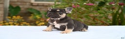 French Bulldog dogs for sale: Carmen  - Ad 12