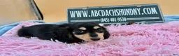 Miniature Dachshund dogs for sale: Carrie’s chocolate  will be 6 lbs - Ad 6