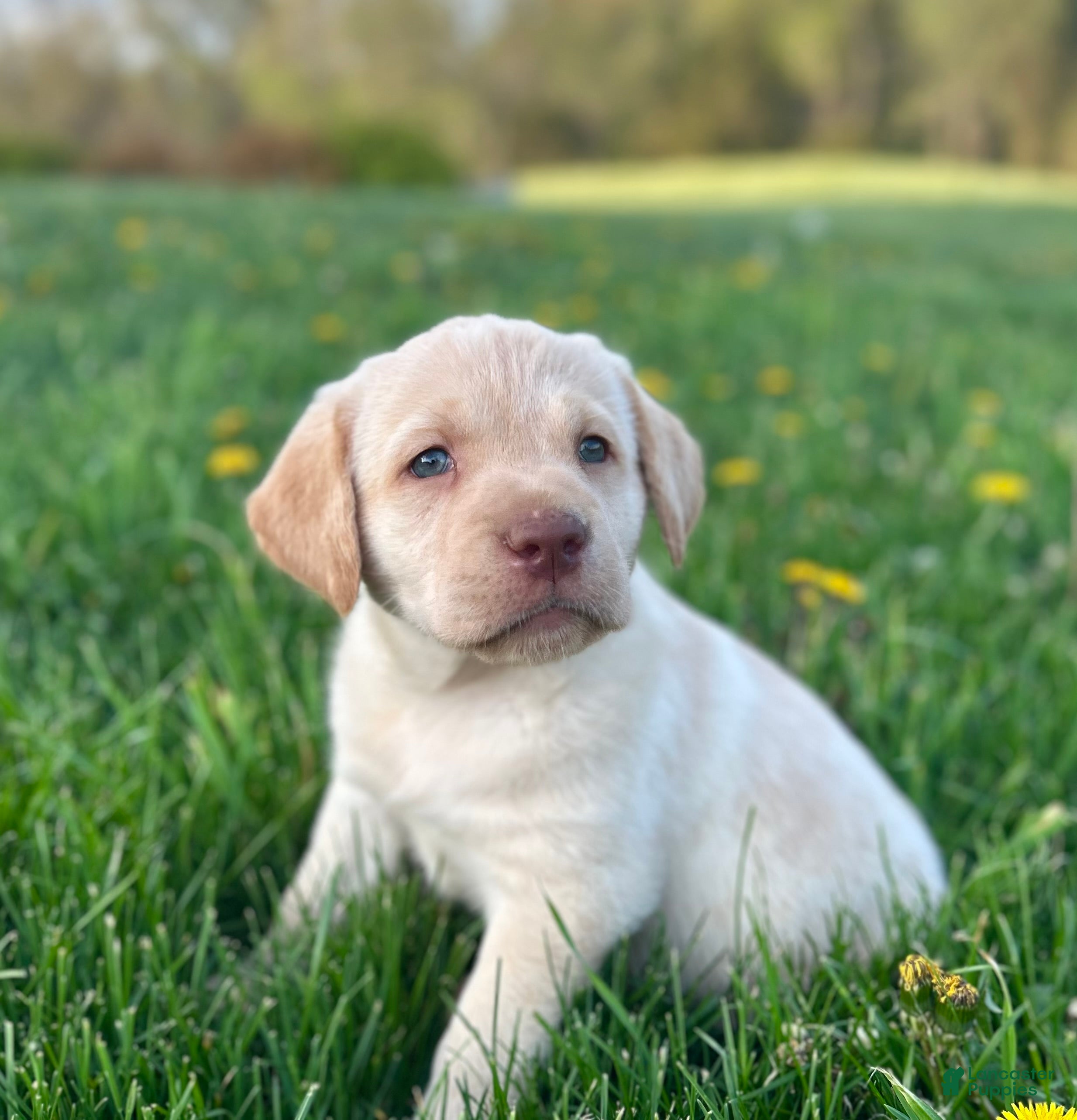 Labrador Retriever dogs for sale: Dixie - Ad 2