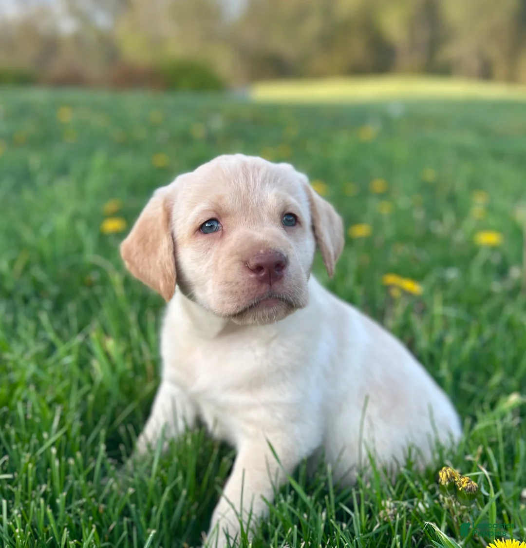 Labrador Retriever dogs for sale: Dixie - Ad 1