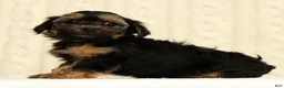 Yorkiepoo dogs for sale: Chase - Ad 5