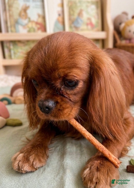 Cavalier King Charles Spaniel dogs Daisy - Ad 1