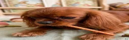 Cavalier King Charles Spaniel dogs for sale: Daisy - Ad 1