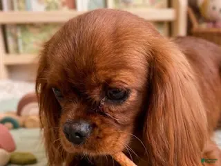 Cavalier King Charles Spaniel dogs for sale: Daisy - Ad 1