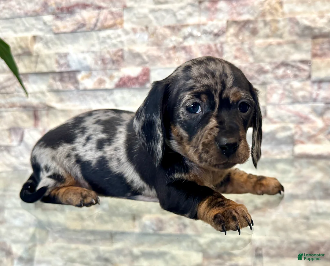 Miniature Dachshund dogs for sale: Miniature Dachshund Rosie [DNA Proof] - Ad 1