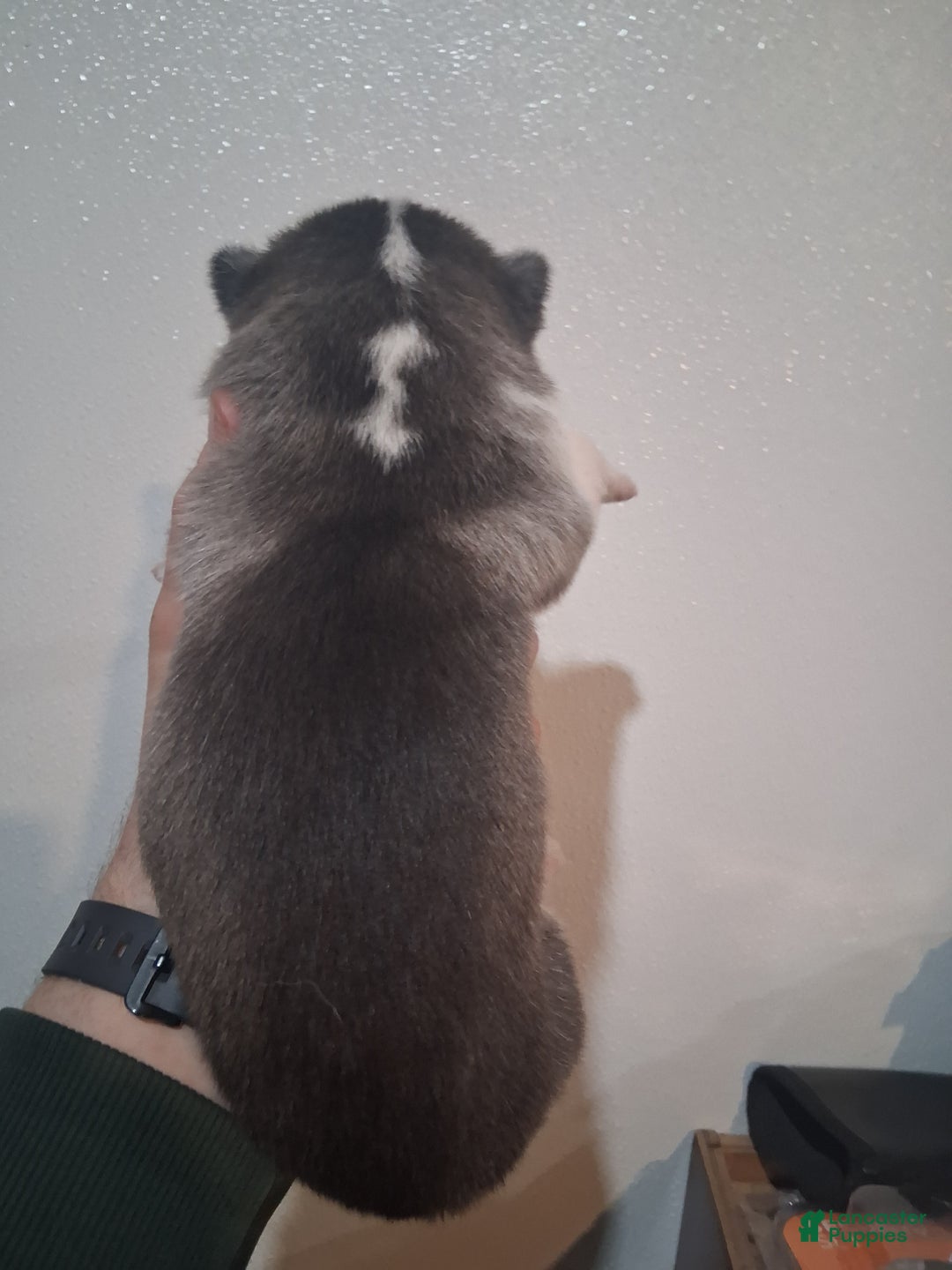 Siberian Husky dogs for sale: Scarlett - Ad 5