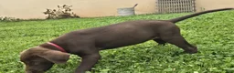 Labrador Retriever dogs for sale: Labrador Retriever 4 - Ad 4