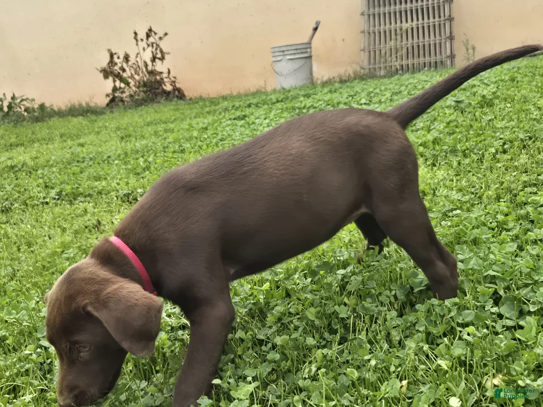 Labrador Retriever dogs for sale: Labrador Retriever 4 - Ad 4