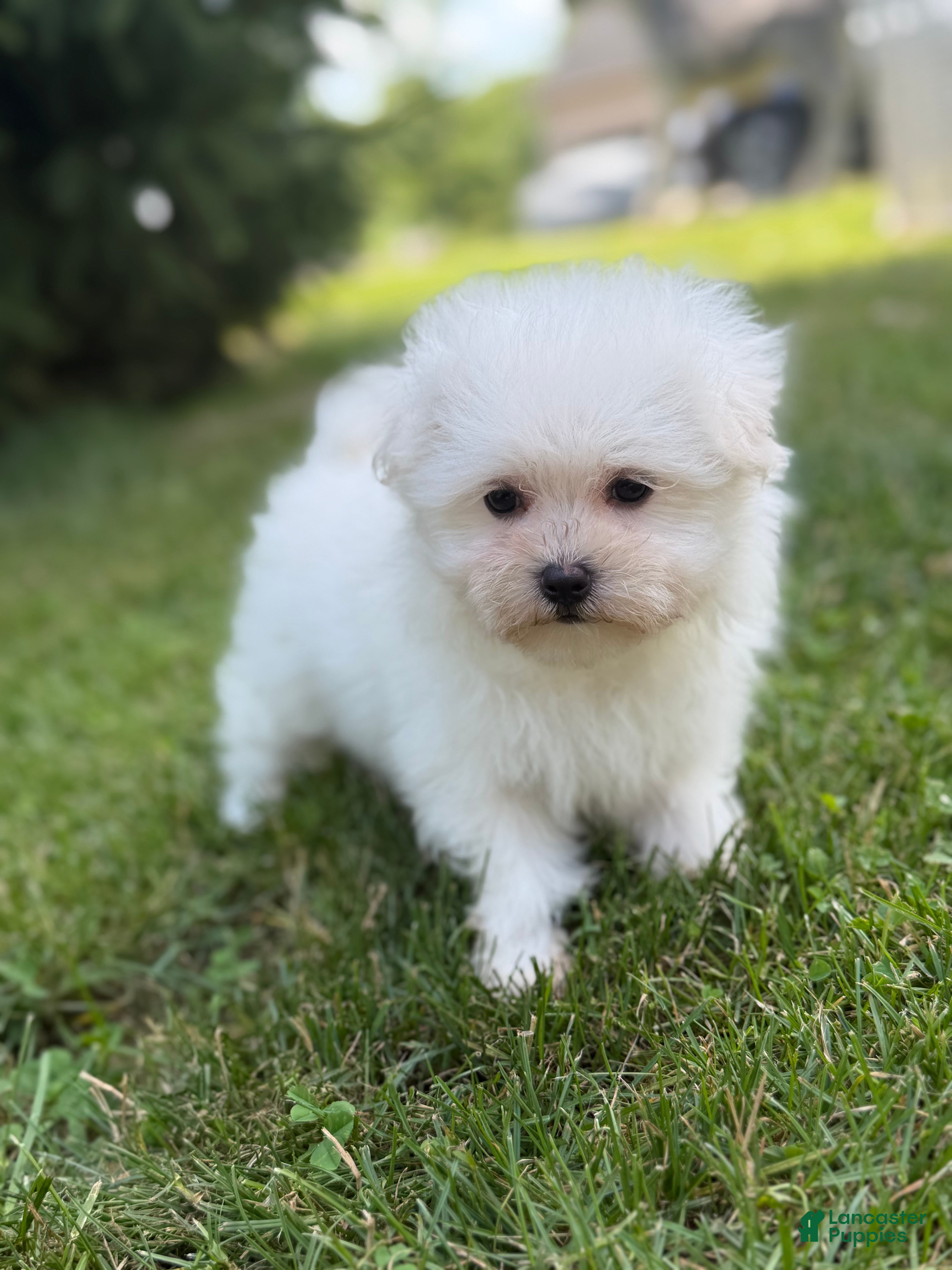 Maltipom dogs Daisy - Ad 1