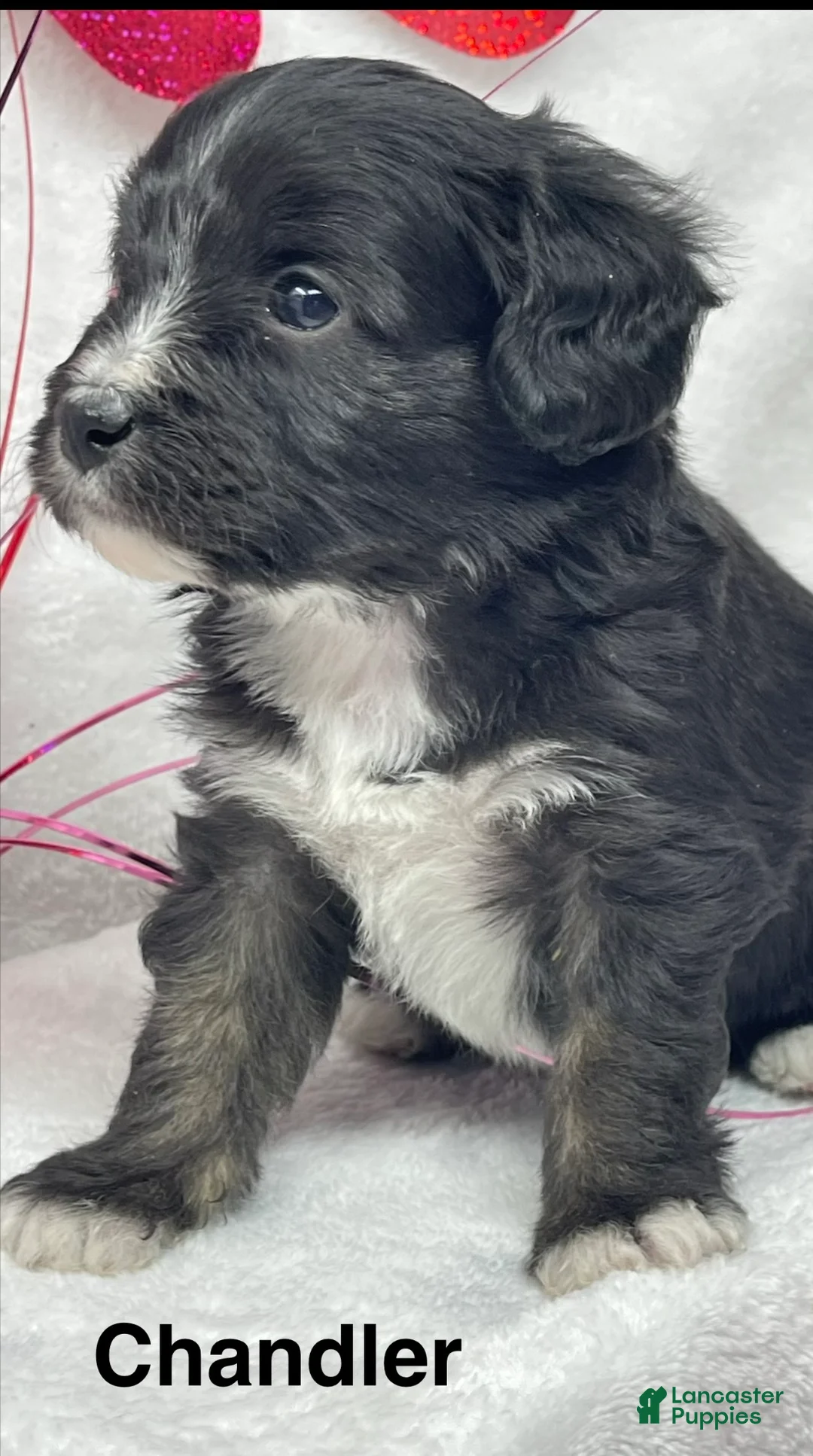 Mixed Breed dogs for sale: Mixed Breed Puppy 1 - Ad 5
