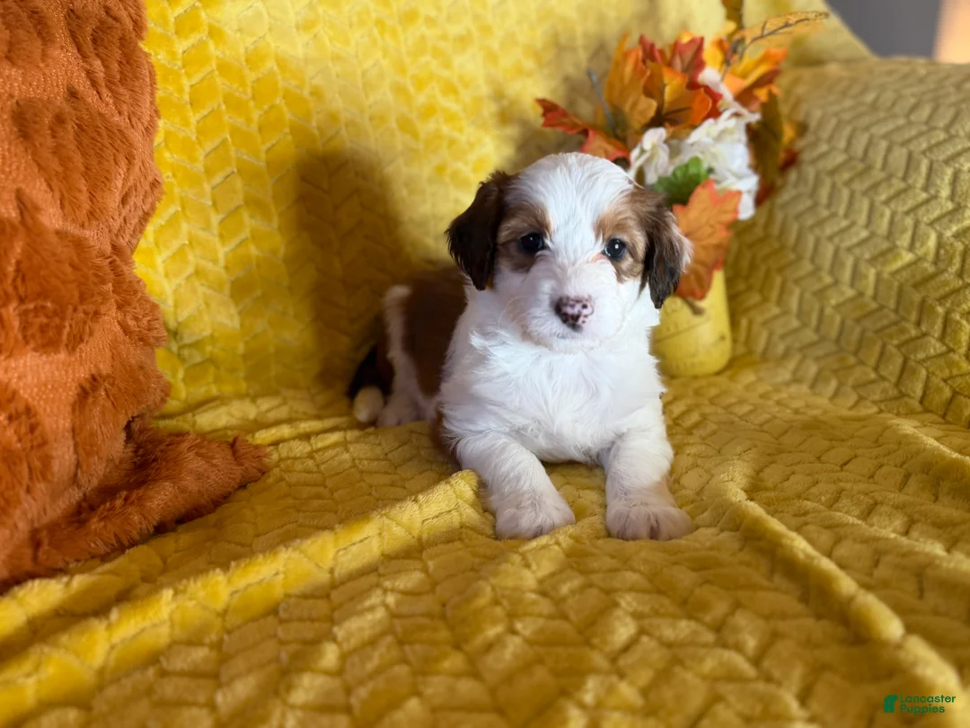 Mixed Breed dogs for sale: Bambi - Ad 1