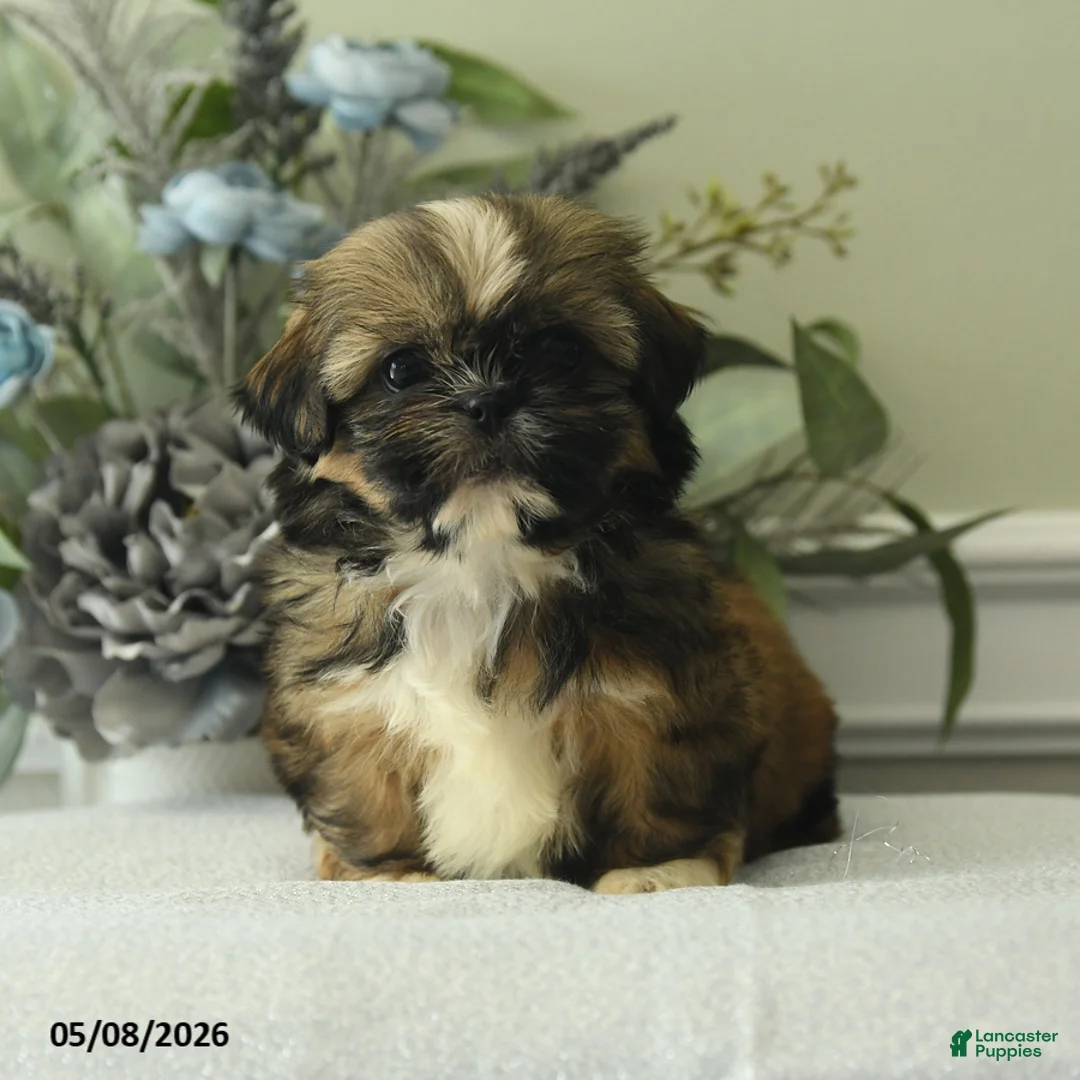 Shih Tzu dogs for sale: Hilda - Ad 1