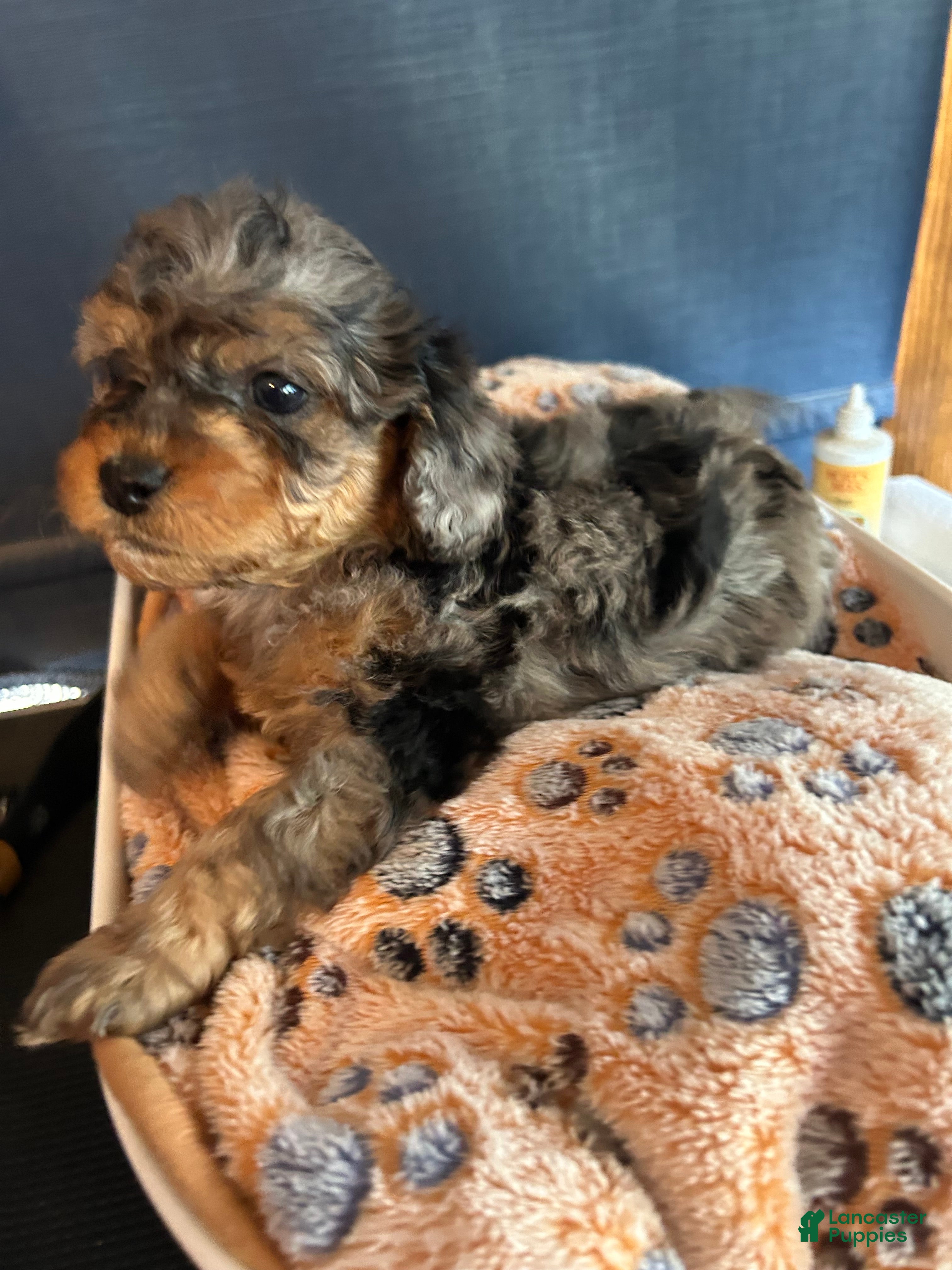 Cavapoo dogs Cavapoo 5 Mila - Ad 1
