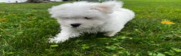 Maltese dogs for sale: Rocky - Ad 4