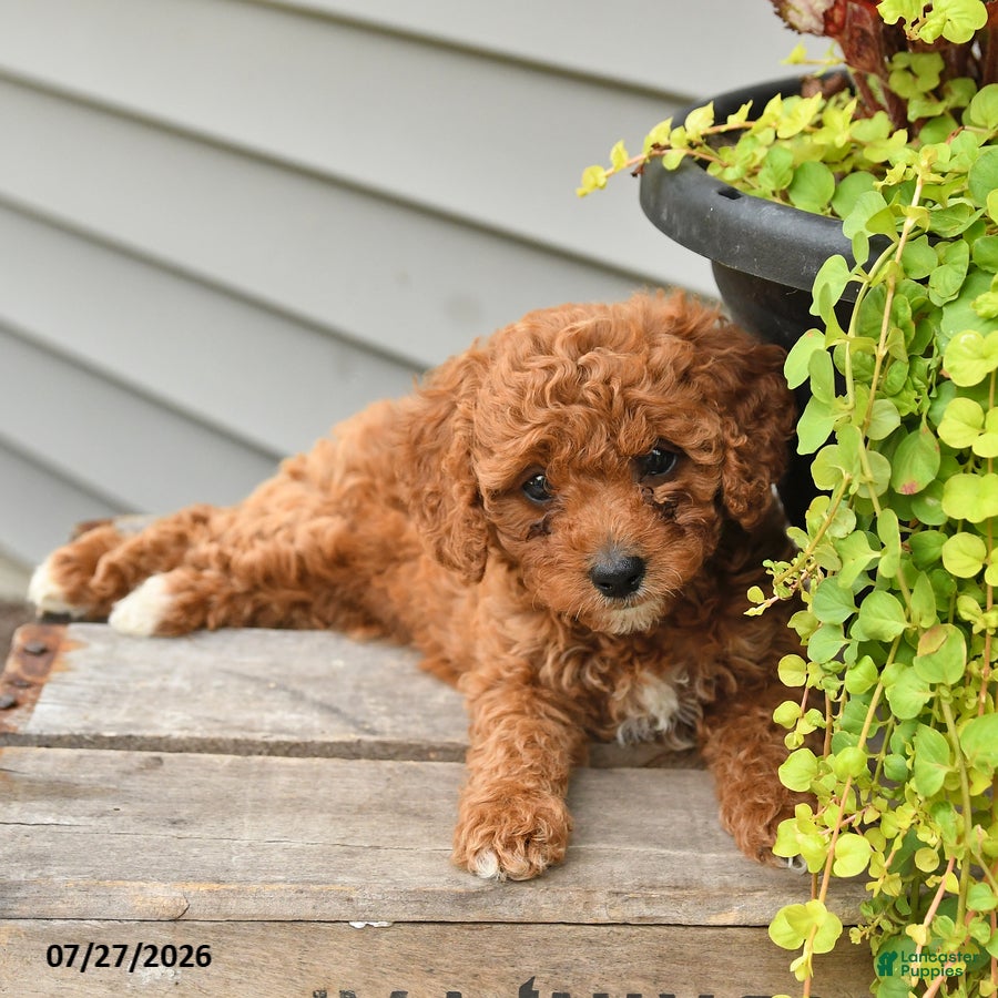 Cavapoo dogs Isabelle - Ad 1
