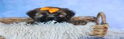 Shorkie dogs for sale: SUE - Ad 2