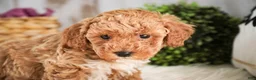 Miniature Poodle dogs for sale: Jill - Ad 4