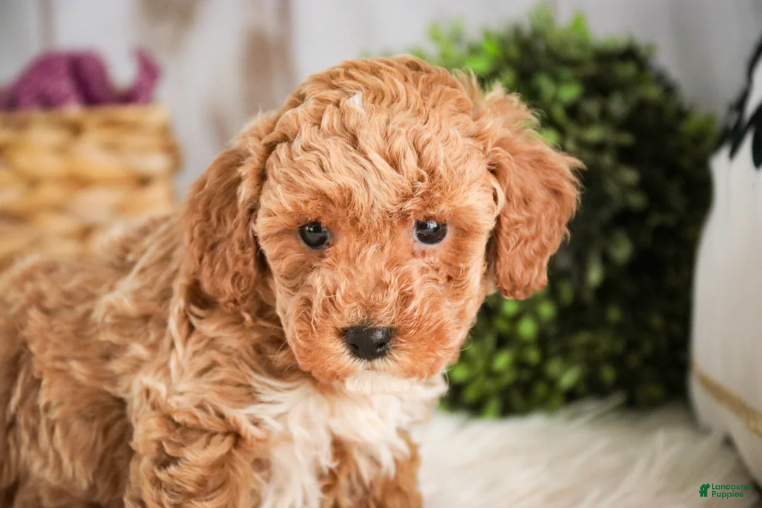 Miniature Poodle dogs for sale: Jill - Ad 4