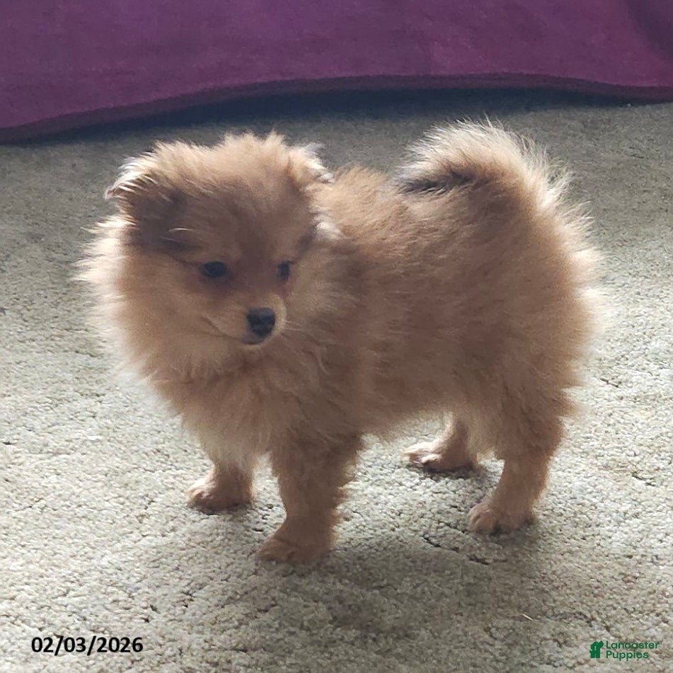 Pomeranian dogs Chloe - Ad 5