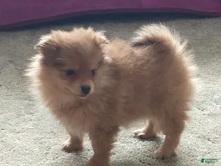 Pomeranian dogs Chloe - Ad 5