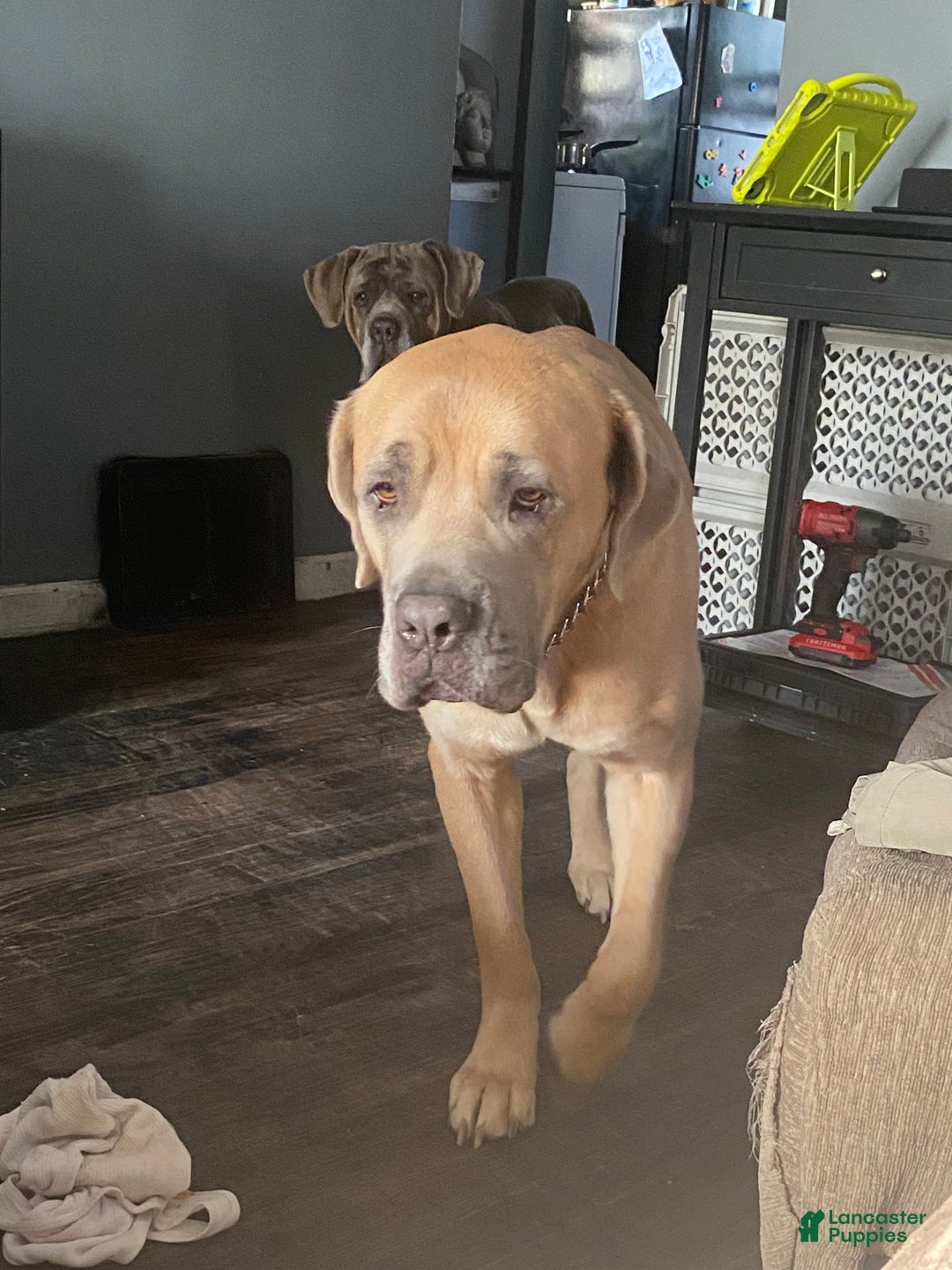 Cane Corso dogs for sale: Cane Corso Puppy 2 - Ad 9