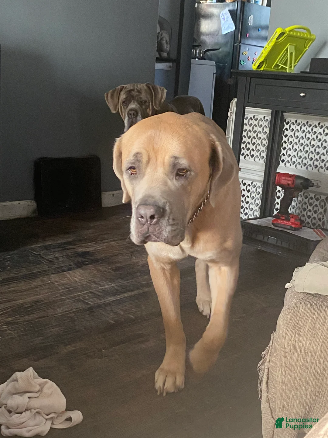 Cane Corso dogs for sale: Cane Corso Puppy 2 - Ad 9