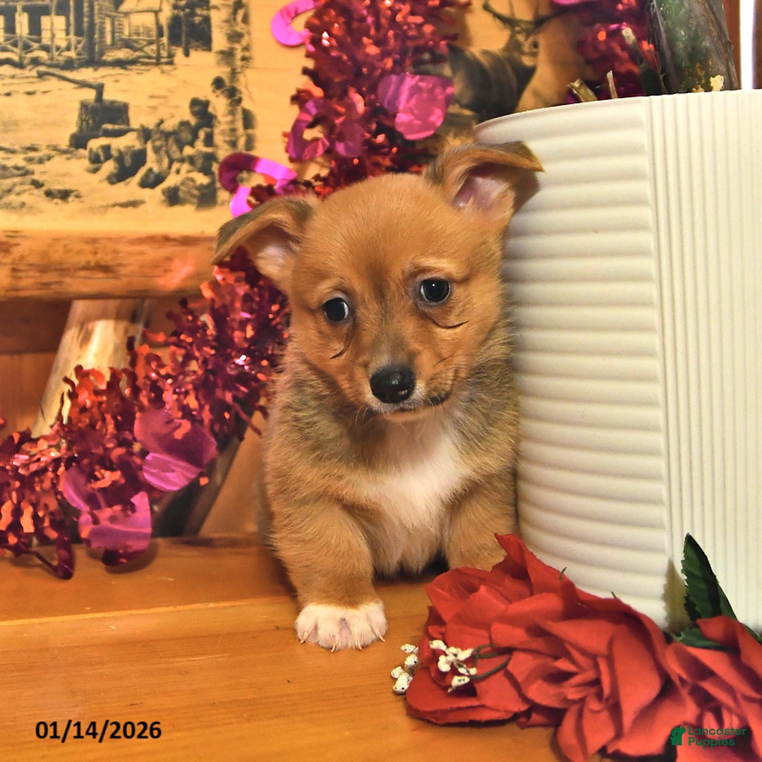 Welsh Corgi Pembroke dogs for sale: Stuart - Ad 4