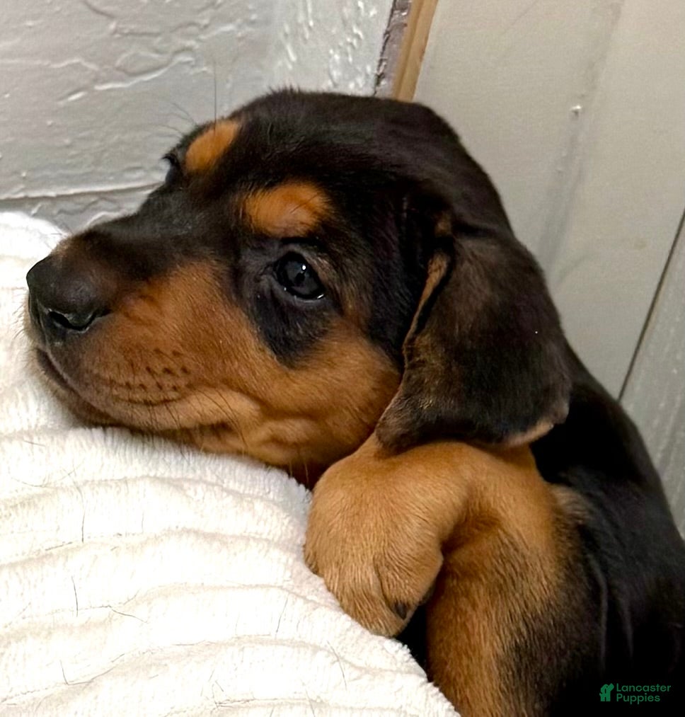 Mixed Breed dogs Mixed Breed Puppy 2 - Ad 30