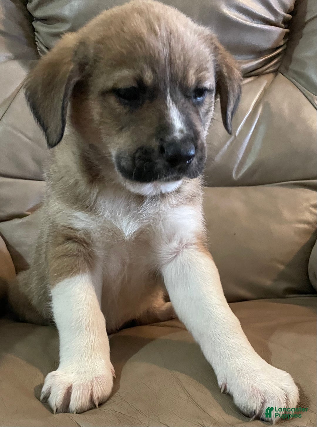 Mixed Breed dogs for sale: 💫Comet: one of Santa’s Rein-puppies  - Ad 6