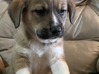 Mixed Breed dogs 💫Comet: one of Santa’s Rein-puppies - Ad 20