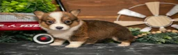 Welsh Corgi Pembroke dogs for sale: Bear Bear - Ad 2