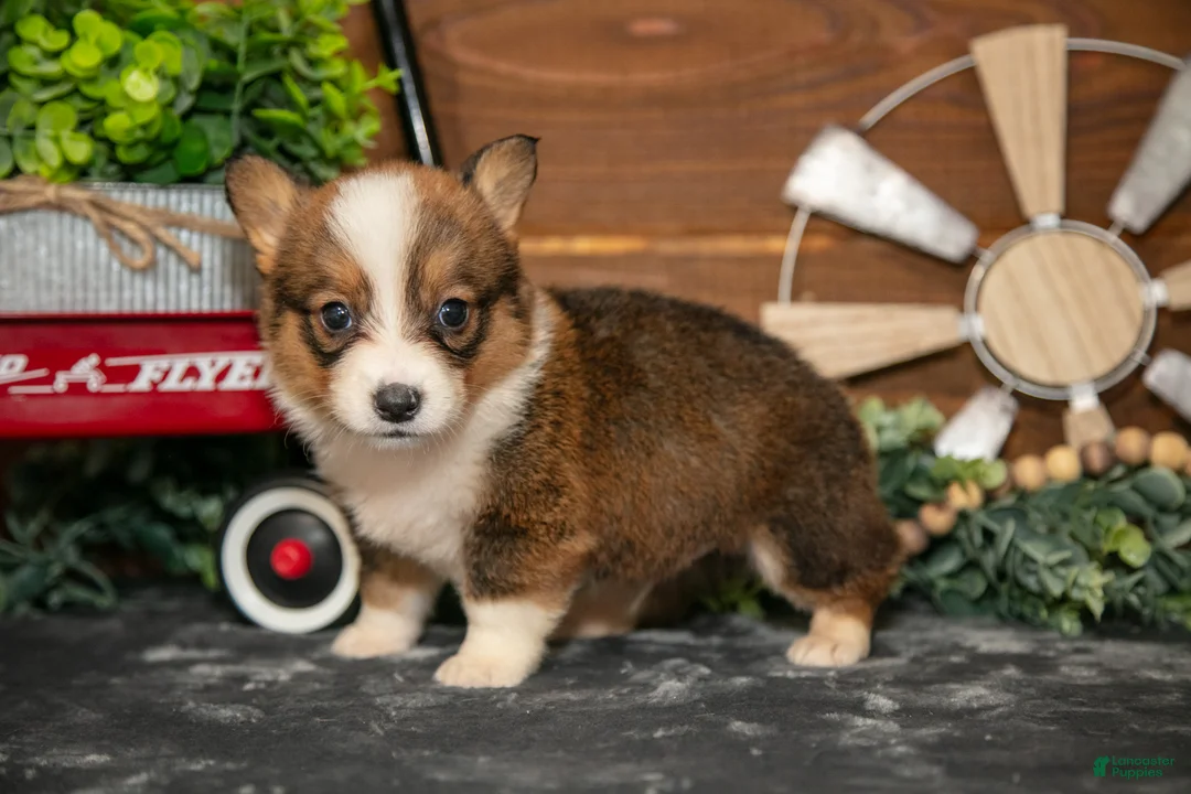 Welsh Corgi Pembroke dogs for sale: Bear Bear - Ad 2